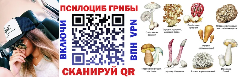 купить   Тимашёвск  Псилоцибиновые грибы Cubensis 